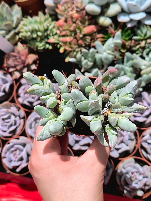 Gibbaeum pubescens