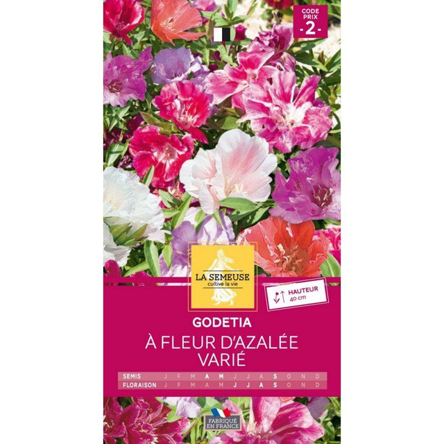Godetia à fleur d’Azalée double variée