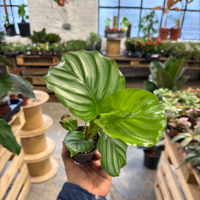 Baby Calathea Orbifolia