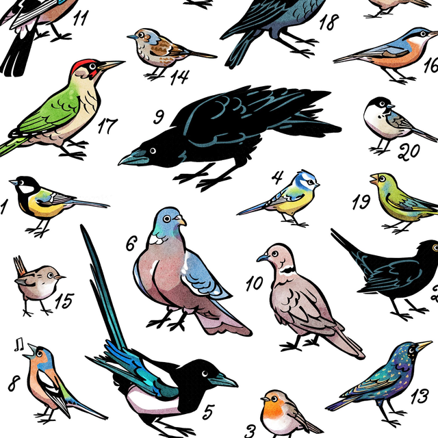 Les oiseaux des jardins les plus observés en France (A4, A3 ou A2)