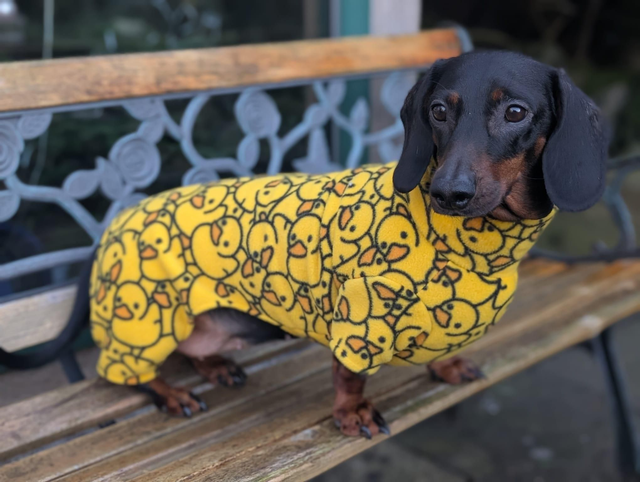Pattern fleece dachshund onesie