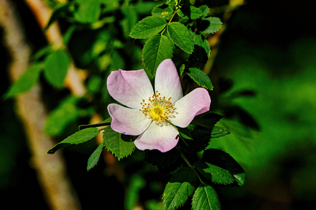 Fleur d'églantier