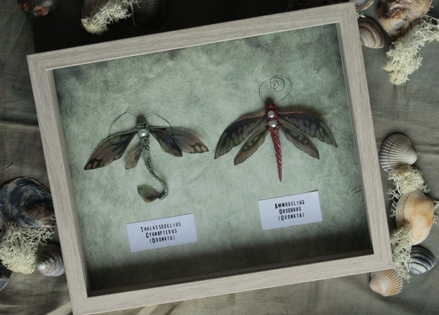 Libellules-Coleopes Aquatiques