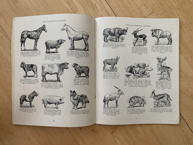 Animals Of The World Told In Pictures Paperback By E W Airne
