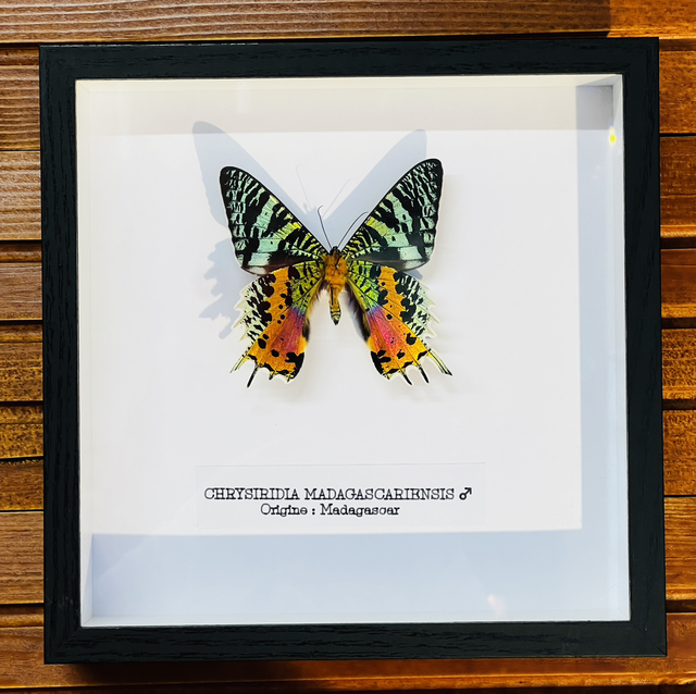 Chrysiridia Madagascariensis - Mâle