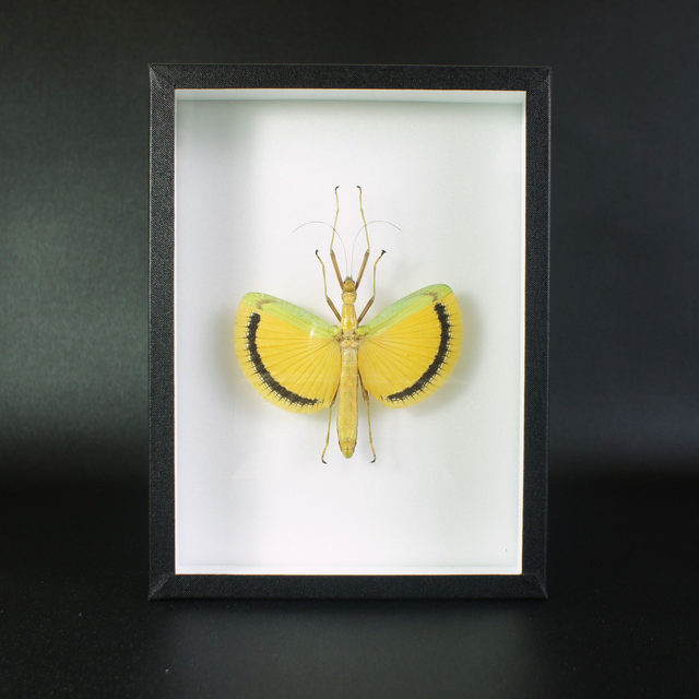 Eurynecroscia nigrofasciata 