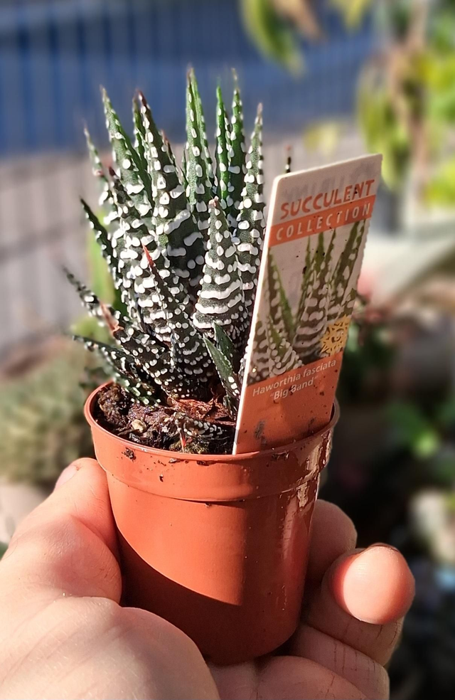 D28 . Haworthia fasciata