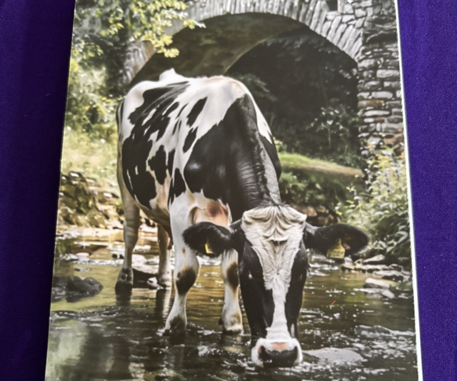 Plain Note Pad Cow drinking