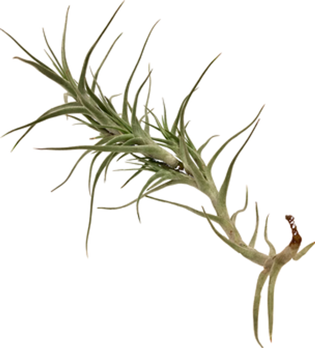 Tillandsia diaguitensis