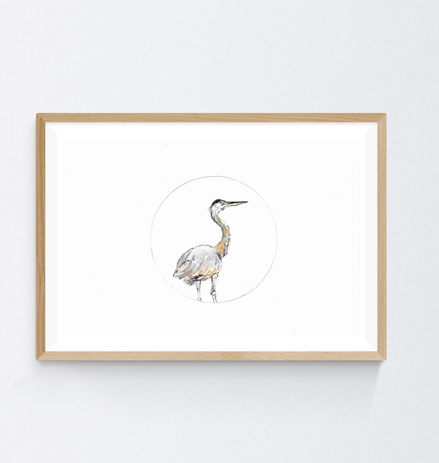 Héron cendré, ardea cinerea