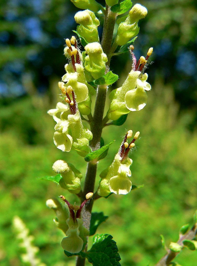 Germandrée des bois (Teucrium scorodonia )
