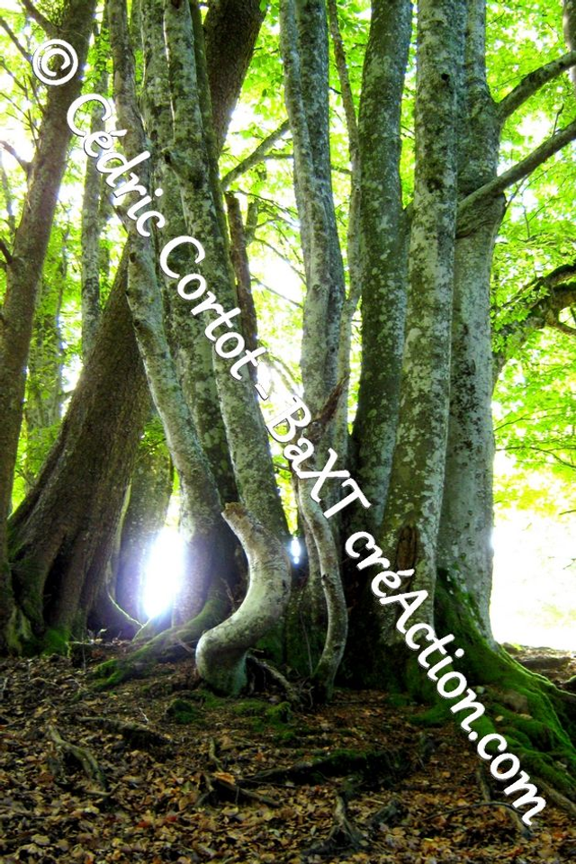 Impression sur alu dibond - Paysages et divers (ref 7708)