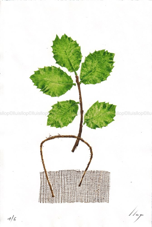 grabado original 30x20 -Tiesto minimalista y estampación de hojas naturales de encina