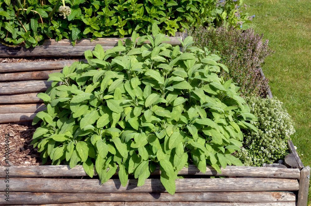 HY sauge officinale bio