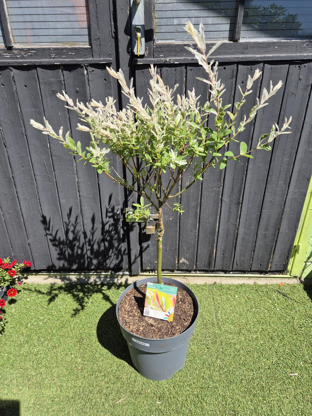 Saule crevette pot 7,5L hauteur 70cm