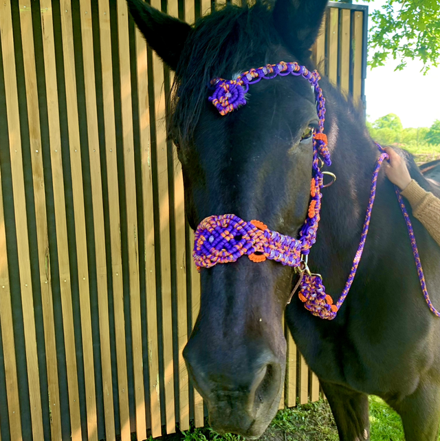 Licol ÉLÉGANCE Purple Edition taille full