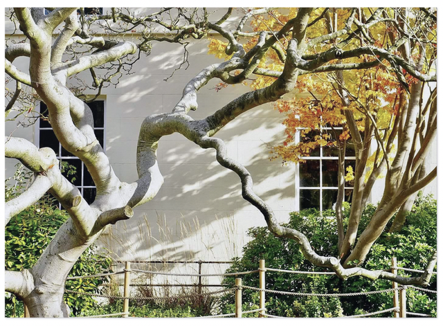 A Tree for all Seasons luxury notecard - NEW