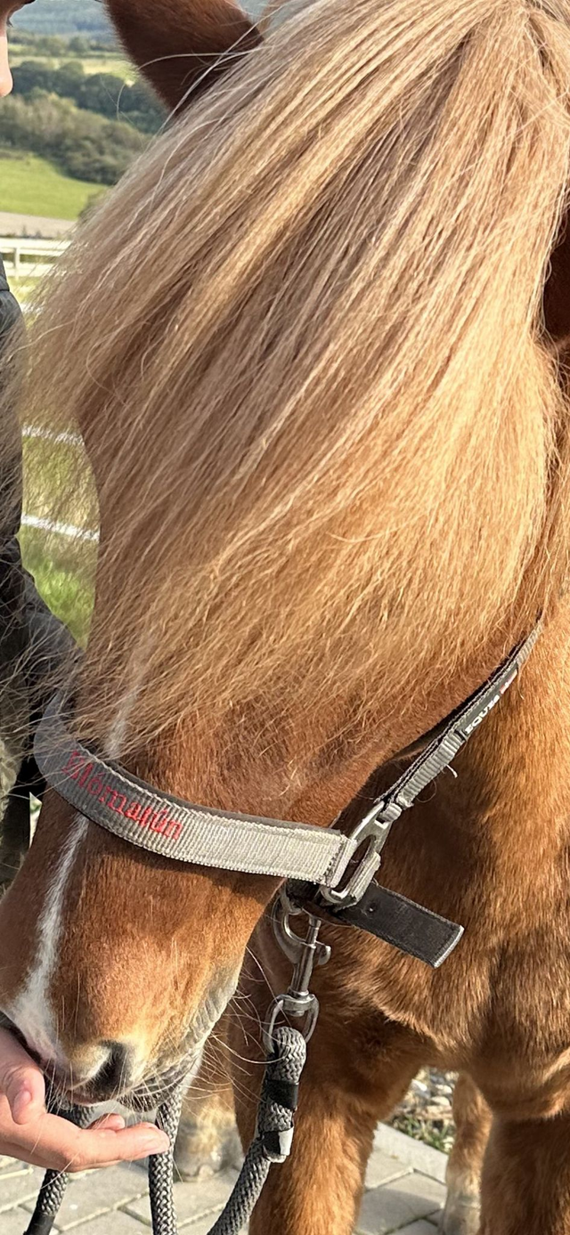 Blómatún Limited Edition Deluxe Halfter