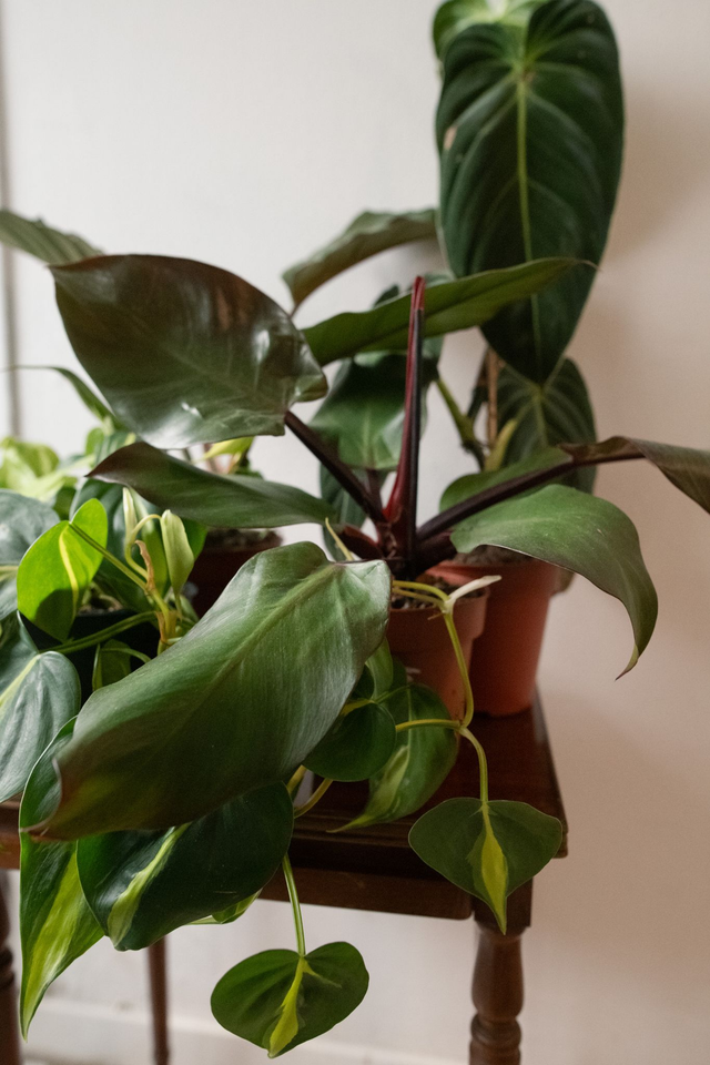 Philo Lover - Xmas Kit 🎀