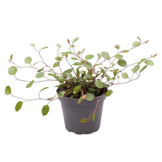 PT Muehlenbeckia Complexa 8715897361524