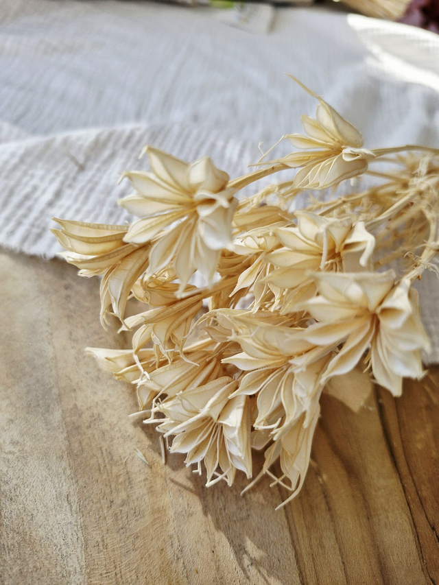 Vide atelier - Nigelle orientale blanche