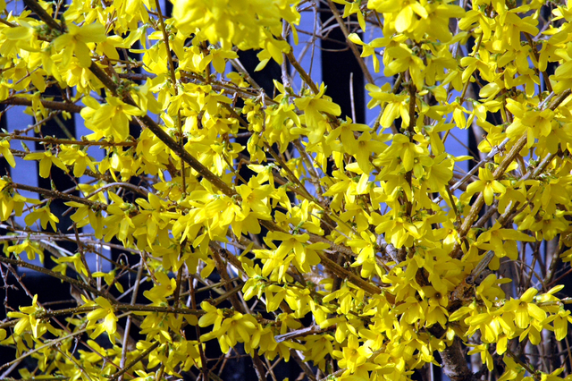 Forsythia intermedia Spectabilis  NT