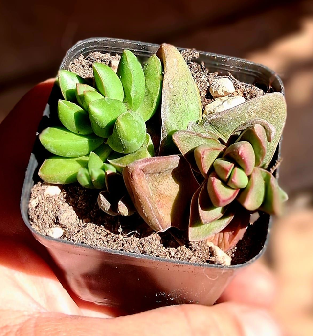 D49 . Crassula 'Benjamin'