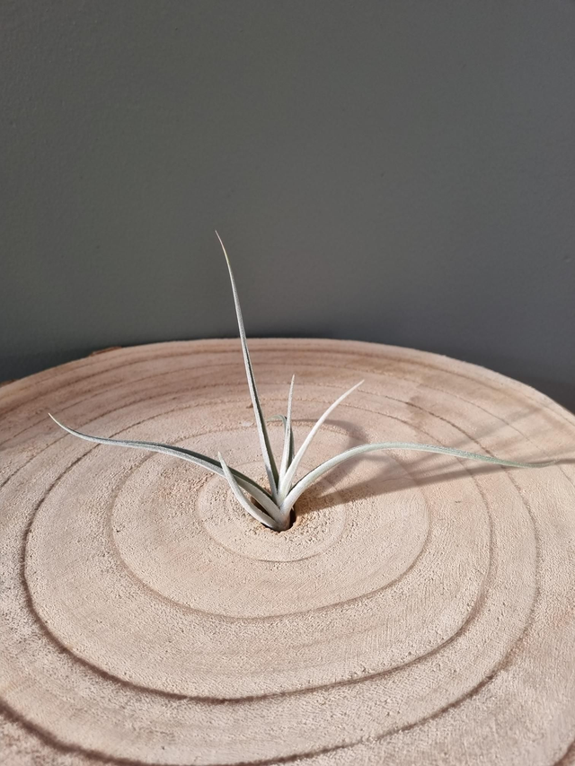 Tillandsia Holm&#039;s Sunlight (crocata x ixioides)