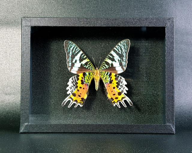 Chrysiridia rhipheus (verso N)