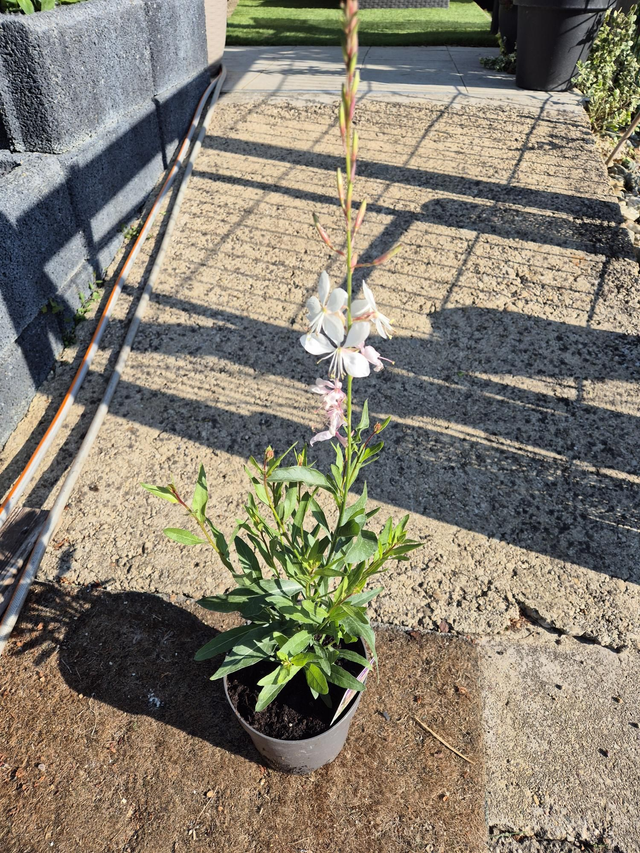 Gaura Lindheimeri Nova blanche pot de 15cm 