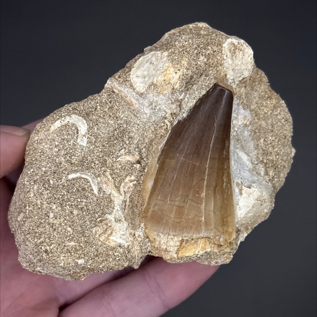 Mosasaur Tooth