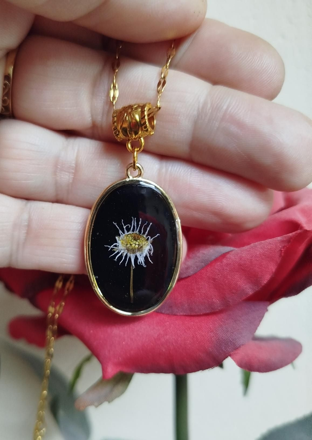 Pâquerette Éternelle 