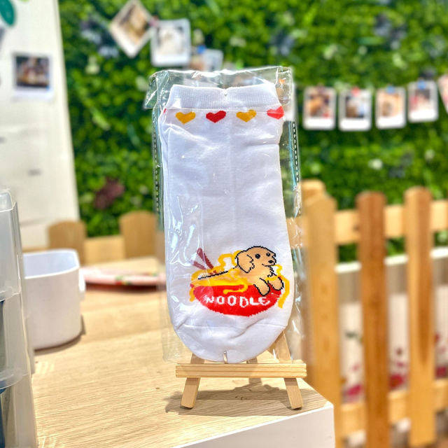 Miniature dachshund Socks