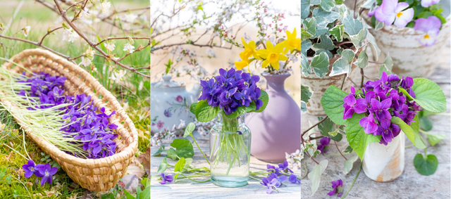 Trio 'Parfums de violettes' 