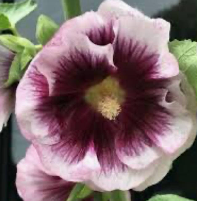 Hollyhock Crème de Cassis 