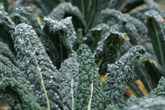 Black Magic Kale