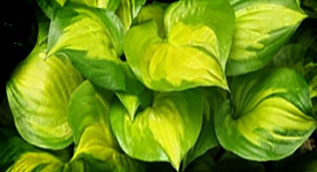 Hosta 'Lakeside Banana Bay' 