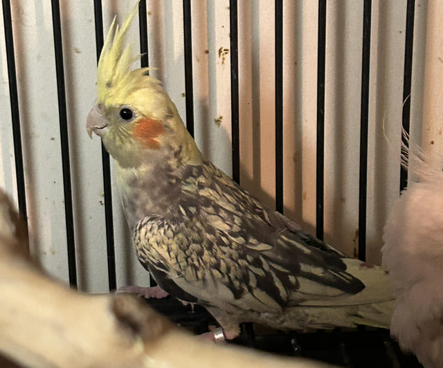 Various Stunning Baby Cockatiels 