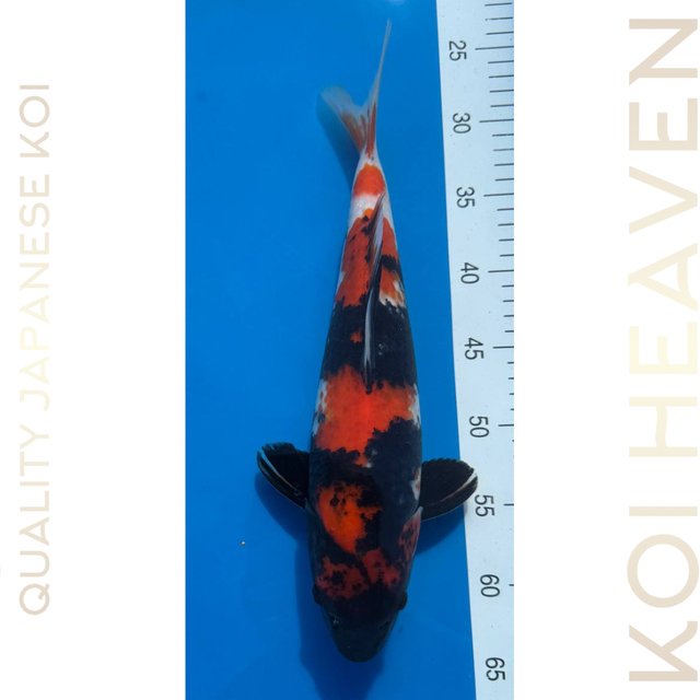Dainichi koi farm Showa Tosai 36cm