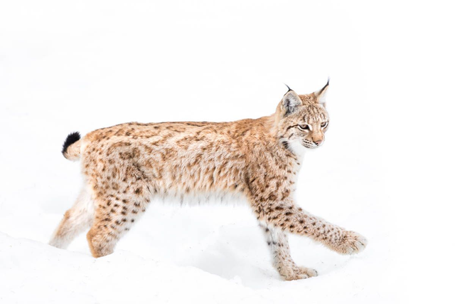 Tirage "A pas feutrés"