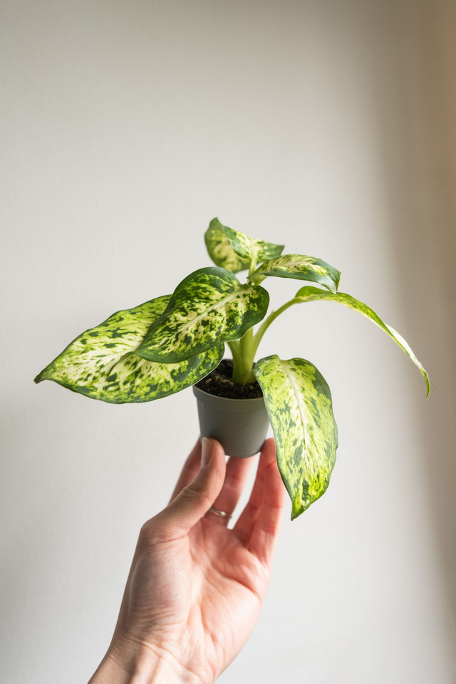 Dieffenbachia Maculata (mini) 🌿