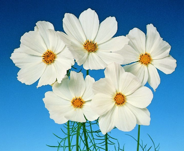 Cosmos Versailles White