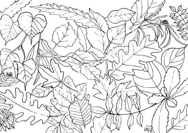 Carte à colorier "feuilles"