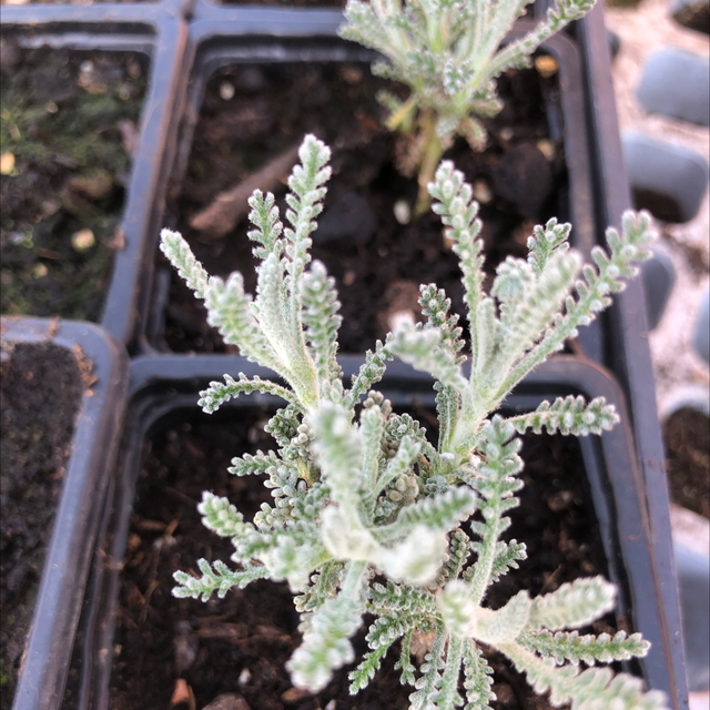 Santoline NT - Santolina chamaecyparissus