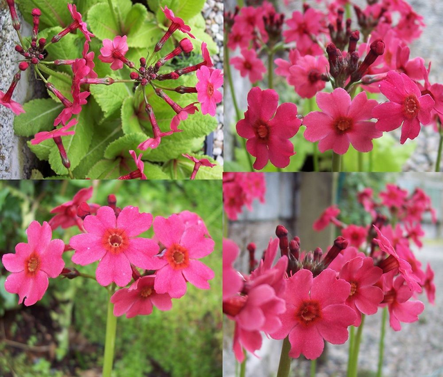 4 X plants Primula japonica Mandarin candelabra