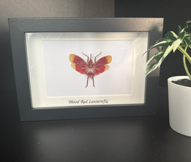 Blood red lantern fly 