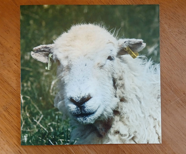 5 mixed Sheep greetings cards