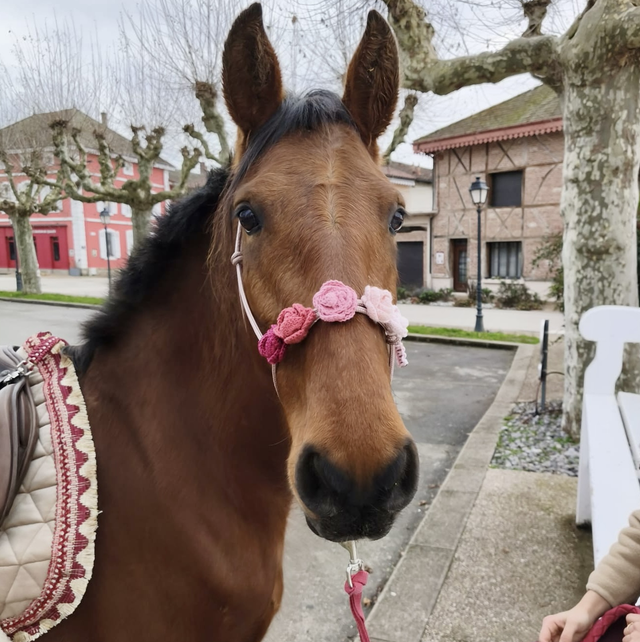 Licol Rosalia taille cheval - dégradé rose