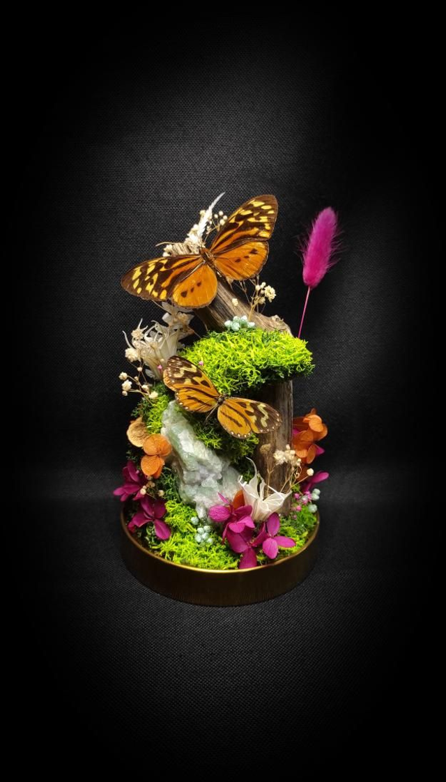 Diorama Duo de Papillons & Fluorine 