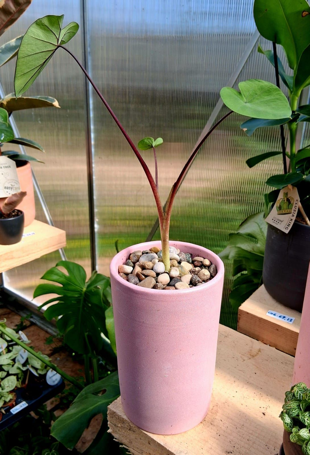 E06 . Colocasia Green magic in "cachpot NOEMI"